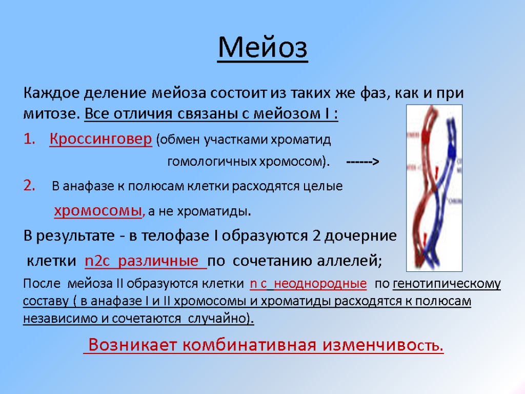 Мейоз Каждое деление мейоза состоит из таких же фаз, как и при митозе. Все